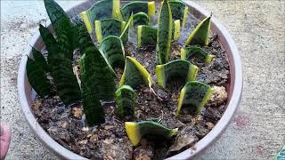 Snake Plant Propagation in Water and Soil by Leaf Cuttings Sansevieria [upl. by Casar]