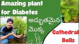 Amazing plant for diabetes  Cathedral bells  Sugar plant [upl. by Nagrom]