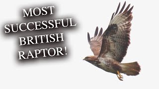 Meet The Buzzard One Of The UKs Most Successful Raptors [upl. by Rennob]