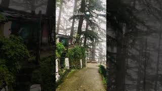 Shimla weather newvideo viralvideo shimlaweather anjalishimla [upl. by Inglebert]