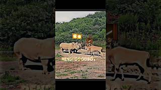 cow vs rhino trending animals cow rhino viralvideo freefire grandmaster wildlife shorts [upl. by Ahcrop]