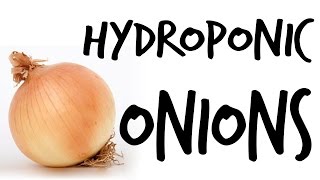 Can You Grow Hydroponic Onions [upl. by Cory]