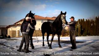 Percheron Horses For Sale  Percheron Lovak Eladóak 2016 Péter Szuhai [upl. by Karney863]