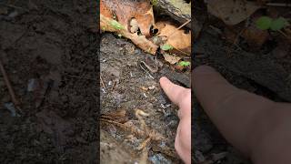 Eastern Redbacked Salamander  2024 Year List [upl. by Lilah337]