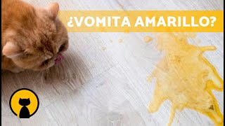 ¿Por qué mi GATO VOMITA AMARILLO 🐱🟡 4 Causas de los Vómitos Amarillos en Gatos [upl. by Nnaeerb]