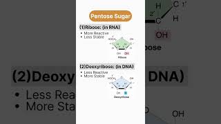 Pentose Sugar biomolecules biology dna rna neet neet2023 molecularbiology education [upl. by Ressan770]