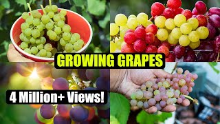 How to Grow Grapes A Complete Garden Growing Guide [upl. by Euqinad141]