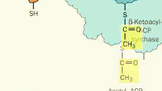 Biosynthesis of Fatty acids from malonylCoA precursors [upl. by Nella570]