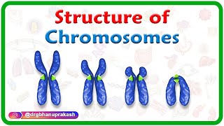 Structure of Chromosomes Chromosome morphology amp Karyotyping  USMLE Step 1 [upl. by Soinotna]