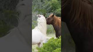 Horse First Time Meeting । Beautiful Horse in my village [upl. by Christophe]