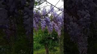 Wisteria sinensis SimsDCГліцинія китайська Глици́ния кита́йская garden gardening wisteria [upl. by Reitrac161]