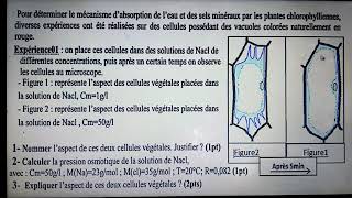 exercices mecanisme dabsorption de leau et des sels minéraux chez les plantes [upl. by Tobit]