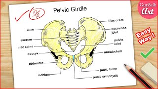 Pectoral Girdle Bones [upl. by Taima]