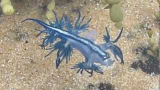 Dancing Glaucus Atlanticus Blue Dragon Nudibranch  AUSTRALIA P1080004MP4 [upl. by Penrod]