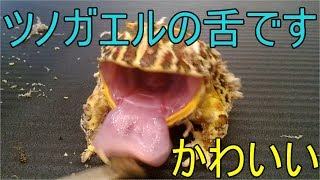 ベルツノガエル（Ceratophrys ornata） 食事＃８ 爪楊枝危険 [upl. by Fogel44]