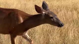 Deer Family 🦌 Little One and Micro Rabble Rousing [upl. by Ahsea]