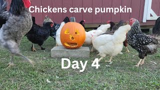 Chickens Day 4 carving a Pumpkin roostersandhens freerangechickens chicken Chickenchaos [upl. by Bound]