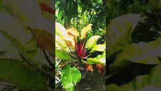 tri color plant plantita plants province [upl. by Okechuku]