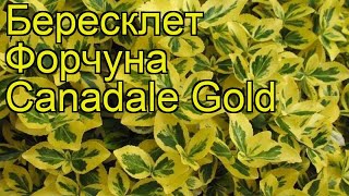 Бересклет форчуна Канадейл Голд Краткий обзор описание euonymus fortunei Canadale Gold [upl. by Onitsuaf]