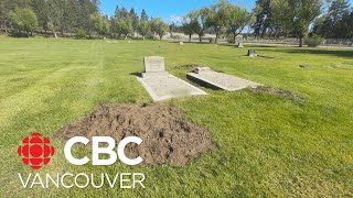 Family of badgers burrows into BC cemetery [upl. by Akihsan]