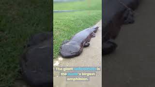 Giant Salamander [upl. by Vedette131]