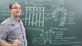 Excretory system of BranchiostomaAmphioxus [upl. by Nednerb]