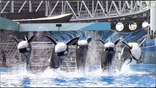 Dine With Orcas Full Show  SeaWorld Orlando  January 16 2021 [upl. by Hebner876]