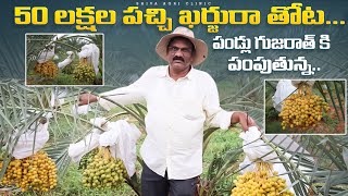 Dates Farming In Telugu  50 లక్షలతో ఖర్జురా తోట  Karjura Farming  Shiva Agri Clinic [upl. by Adnohsak]