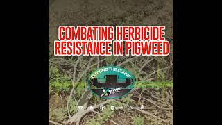 Strategies for Pigweed Control Amid Increased Herbicide Resistance [upl. by Long]