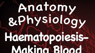 Cardiovascular System  Hematopoiesis  Making Blood 1303 [upl. by Aivil]