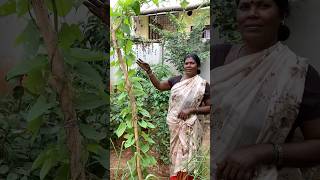 ராணி அம்மா ஜெயிச்சுட்டாங்க🤩💪🏽மரபு ரக கிழங்கு வகைகள்Heritage tubers naturehealthylivingshorts [upl. by Katrinka729]