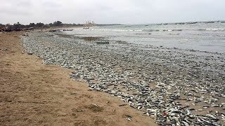 Chinese Factory Pollutes Gambian Coastline Killing Fishes [upl. by Ennaira432]