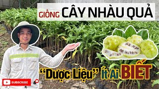 Địa Chỉ Bán Cây Nhàu Giống Giá Bán Cây Giống Nhàu Lấy Quả Mới Nhất 0868284789 [upl. by Annis]