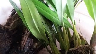 Coelogyne tementosa amp Bulbophyllum laxiflorum  Anggrek Cabutan dari Hutan [upl. by Calan377]