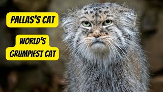 The Elusive Pallass Cat A Fascinating Look at a Rare Feline Species [upl. by Coniah]