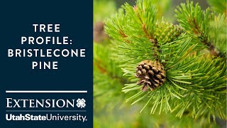 Bristlecone Pine Tree [upl. by Darbie]