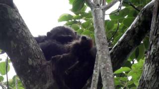 Chimps eating monkey [upl. by Eillo]