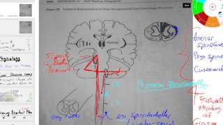 anterior and posterior spinocerebellar and cuneocerebellar tracts [upl. by Adnawad815]