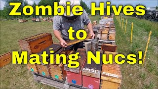 Making Nucs from the Zombie HivesThat Bee Man [upl. by Nappie]