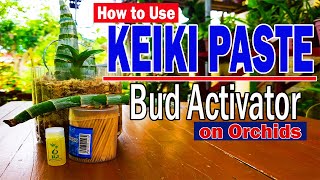 HOW TO USE KEIKI PASTE  Bud Activator  Orchid Propagation [upl. by Ennaeirb]