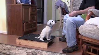 English Setter Puppies  Positive Reinforcement Training  12 26 15 [upl. by Kessler]