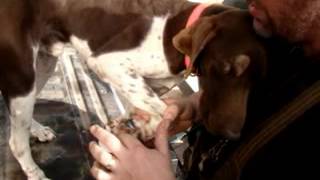 Mushers Secret Review Dog Paw Protection Wax [upl. by Cobbie]