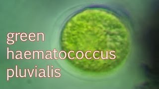 haematococcus pluvialis green [upl. by Meill]