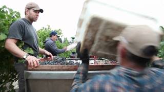 Quality Control in the Winemaking Process  Sorting Wine Grapes in the Vineyard [upl. by Eniamret]