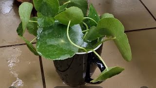 pennywort plant [upl. by Orms]