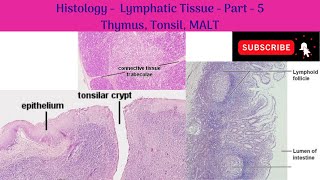 Histology of Lymphatic tissue  Part 5  Thymus Tonsil MALT Anatomy mbbs education [upl. by Nagam]