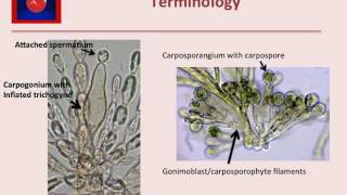 RedToL Understanding the morphology of freshwater red algae [upl. by Peih]