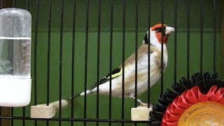 DKB  Schau 2016 Vogelausstellung in Bad Salzuflen [upl. by Akemor]