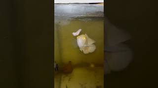 Feeding raw chicken to my Oscar fish viralvideo shorts [upl. by Norym607]