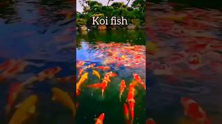 Beautiful koi fish nature beautiful shorts shortvideo short TaifTamim [upl. by Siuqaj]